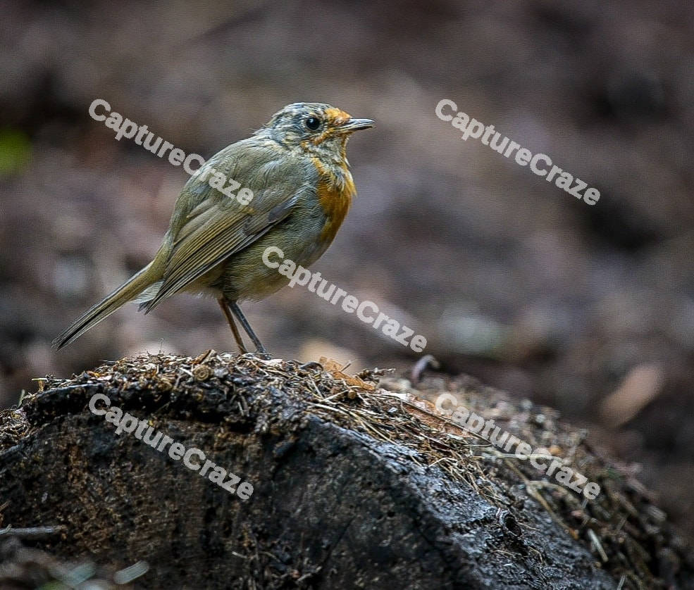 Robin bird on the log